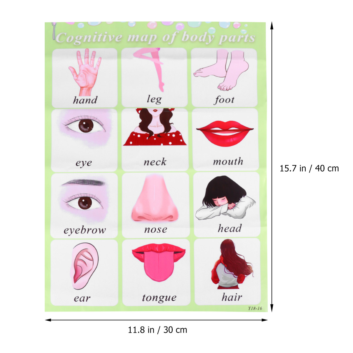 English Learning Wall Chart fo - Kids Education Charts reseña y precio
